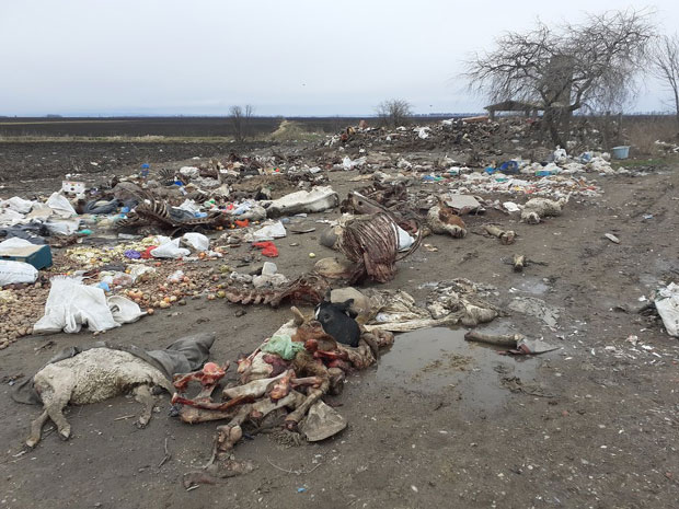 Лешине животиња бацали поред пута, више од деценије живели надомак заразе и несносног смрада: Власт у Оџацима решава проблем дивљег сточног гробља?